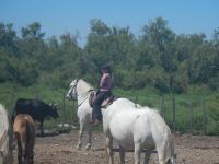 Camargue